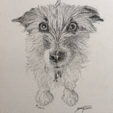 The jack russell terrier has a double coat of harsh, thick hair. Pippin The Long Haired Jack Russell Terrier Drawing Dog Sketch Drawings Jack Russell