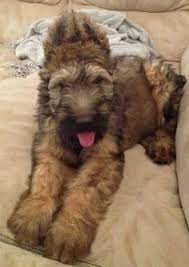 32 Briard Ideas Briard Briard Dog Briard Puppies
