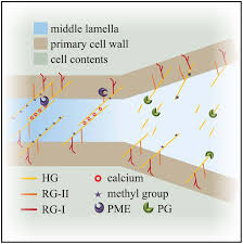 The plant cell wall is composed of cellulose. Frontiers How To Let Go Pectin And Plant Cell Adhesion Plant Science