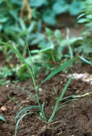 Image result for Dinebra