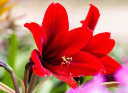 10 Pretty Plants You Didn T Know Were Poisonous Amaryllis Flowers Pretty Plants Plants