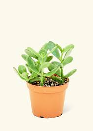 Image result for Crassula ovata
