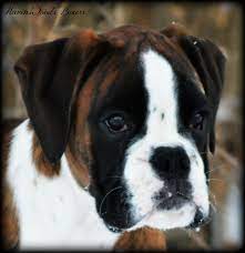 But who can resist that face? Havenwoods Boxers Top Quality Akc German And American Boxers Based In Central Ohio Show Quality Work Boxer Puppies For Sale Boxer Puppies Boxer Dogs Brindle