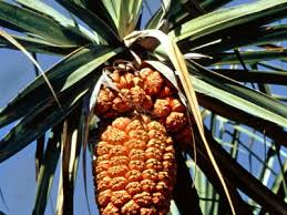 Image result for Velloziaceae