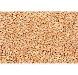 Automatic Wheat Color Sorter Machine Precise Sorting with 95 ...