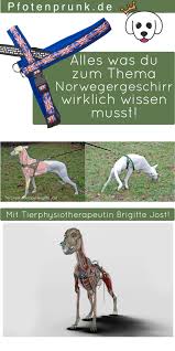 Norweger Geschirr K Eine Anleitung Hundegeschirr Hundchen Training Hunde