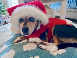 My little Santa Paws! Chloe is 6 this month. We rescued her 4 years ago and  have been told she is a beagle mix. She's a gift, and we are so lucky