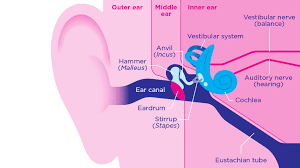 The inner ear houses the sensory organs that help in hearing and maintaining balance. How The Ear Works Rnid