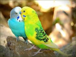 Love Birds Parrot Muhabbet Kuslari Papaganlar Guzel Kuslar