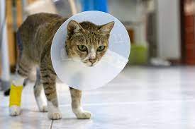 kedi ve kopeklerde yara ve tedavi yontemi