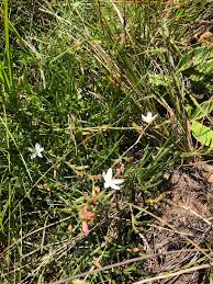 Image result for Oxygonum dregeanum