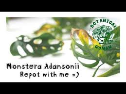 Why Does My Monstera Adansonii Have Yellow Leaves Youtube Monstera Yellow Leaves On Plants Monstera Obliqua