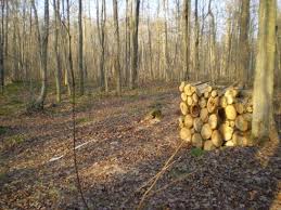 Taking firewood from national parks, nature reserves and conservation parks is not allowed. Firewood Images Free Stock Photos Download 62 Free Stock Photos For Commercial Use Format Hd High Resolution Jpg Images