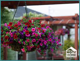 Pin On Hgtv Home Plant Collection