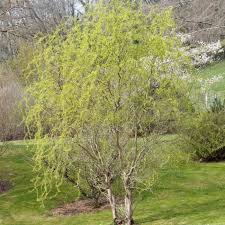 Image result for venturia saliciperda willow tree