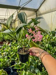 Image result for Medinilla myriantha