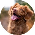 Apply to veterinary receptionist, veterinary technician, pet groomer and more! Arkansas Pet Cremation Little Rock Pet Cremation Services