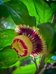 Image result for Napoleonaea angolensis