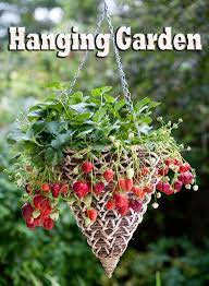 See more ideas about plants, hanging plants, growing vegetables. Hanging Garden Fruits And Vegetables In Hanging Baskets