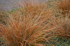 Image result for Carex lycurus