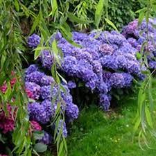plantes d exterieur plante exterieur plante planter des fleurs