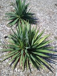 Often, simple little improvements and intentional design decisions will make a huge difference in the appearance of your landscaping. How To Take Care Of A Yucca Plant Dengarden