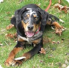 Australian Shepherd Mix Black And Brown Australian Shepherd Coonhound Mix Named Ryder Hybrid Dogs Shepherd Mix Dog Australian Shepherd