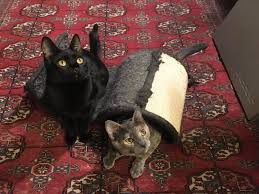 You might want to read about how to adopt a cat from bay area cat rescue first. Give Me Shelter Cat Rescue Home Facebook