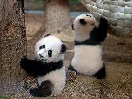This was the fourth attempt at helping jia jia and her mate, kai kai, conceive through artificial insemination. Kai Kai And Jia Jia å¸–å­ Facebook