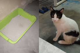 Kesimpulannya, air bekas wudhu hanya bisa digunakan untuk mengobati penyakit 'ain saja; Air Tak Ada Remaja Terkejut Tiba Tiba Ramai Tahu Rancangan Nak Melepas Dalam Bekas Pasir Kucing Jangan Sesekali Cuba Buat Viral Mstar