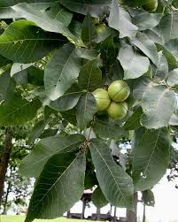 Image result for Carya