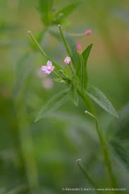 Image result for Epilobium
