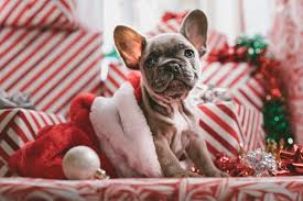 2 day free shipping on 1000s of products! Christmas Dog Wallpapers