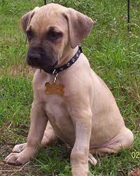 Cur Pictures 2 Black Mouth Cur Black Mouth Cur Dog Black Mouth Cur Puppies