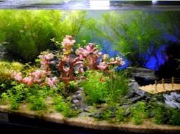 Nah itulah 10 jenis makanan udang hias air tawar yang bagus dan terbaik untuk kalian coba di rumah. Aquarium Mini Portable Terbaik Yang Mudah Dirawat Notordinaryblogger