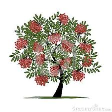 Rowan Tree With Berries For Your Design Rowan Tree Rowan Tree Drawing