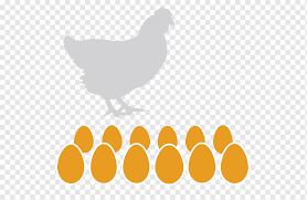 ayam rooster telur ayam kampung sayap kerbau hewan galliformes ayam png pngwing pngwing