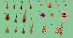 Image result for Lepisorus schraderi