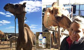 Though once again, it is being measured. Camel Milk From Vic Farm Grows In Australia And Worldwide Daily Mail Online