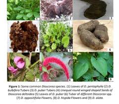 Image result for Dioscorea hirtiflora