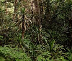 Image result for Tannodia swynnertonii