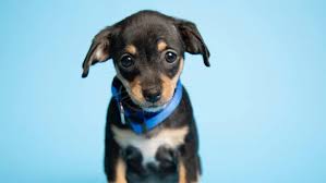 I have two males available and they both have. Puppies Abandoned In Phoenix Dumpster Up For Adoption