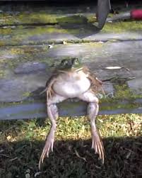Also what a bloody cool frog! Vt Frog Sat On Bench Facebook