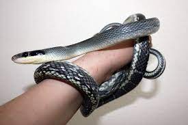 Vietnamese Blue Beauty Snake Pet Snake Rat Snake Reptile Snakes
