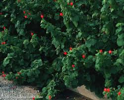 Roots can be separated in early spring. Texas Native Plants Database