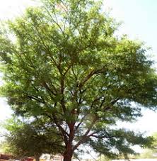 Image result for Acacia robusta