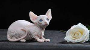 tuysuz cuce bambino kedisi sphynx kedi cuce