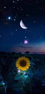 Luna Girasol Starry Night Wallpaper Sunflower Wallpaper Sunflower Iphone Wallpaper
