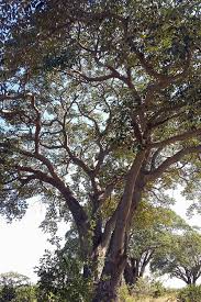 Image result for Schinziophyton rautanenii