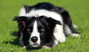 Various coat types are also present within the breed, hence rough, smooth, and curly. Border Collie Australian Dog Lover